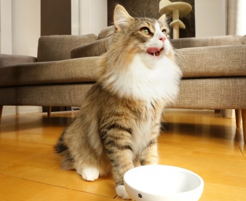 猫ちゃんプラン